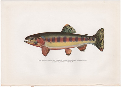 THE GOLDEN TROUT OF VOLCANO CREEK, CALIFORNIA (ADULT MALE) SALMO-GILBERTI-ROOSEVELTI